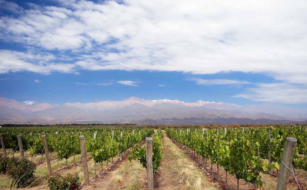 Gourmet Wine Tour Through South AmericaImage